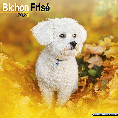 Bichon Frise Calendar 2024 (Square)